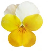 image_2 Viola cornuta Banana Cream (151)